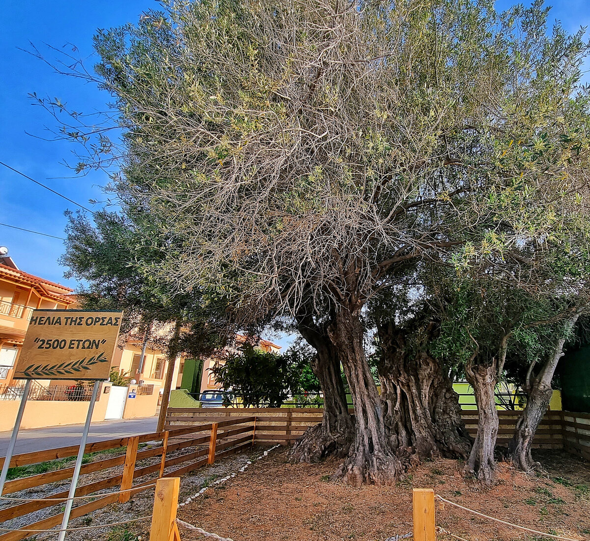 Αρχαία Ελιά 2500 π.Χ.